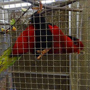 Plzen behind the Scenes: Papuan lorikeet
