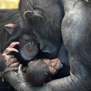 Zombi and infants Zuri and Enzi