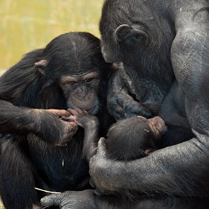 Zombi and infants Zuri and Enzi