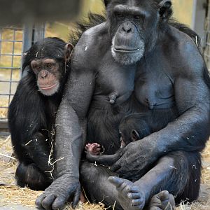 Zombi with infants Zuri (three years) and Enzi (two weeks)