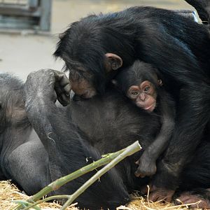 Zombi and infants Zuri and Enzi