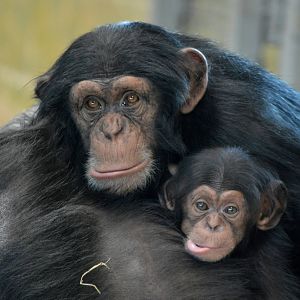 Zuri (three years) and Enzi (eight weeks)