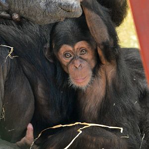 Enzi, four months old