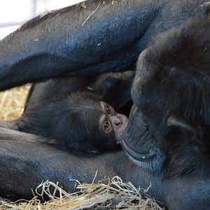 Zombi and Enzi (two weeks old)