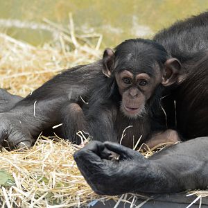 Enzi, five months old