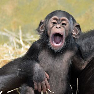 Enzi, five months old