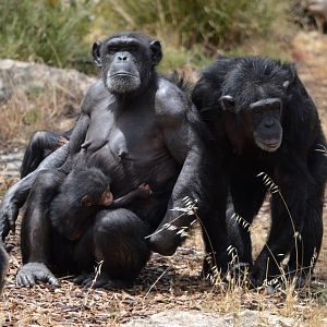 Zombi, Enzi and Galatea