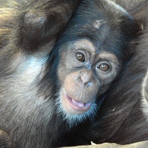 Enzi, five months old