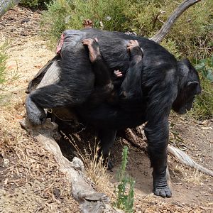 Zombi carring both infants (Zuri and Enzi) on her belly