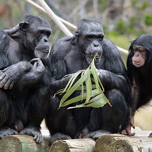 Gombe, Boyd and Zuri