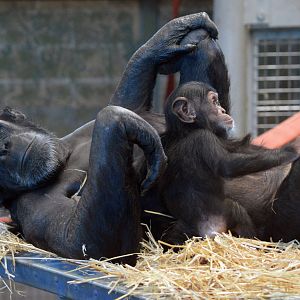 Zombi and Enzi (three months)