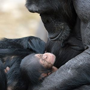 Zombi and Enzi (four weeks)