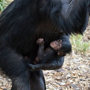 Zombi and Enzi (four weeks old)