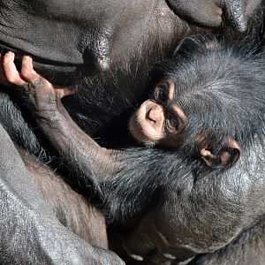 Enzi, four weeks old