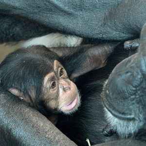 Zombi and Enzi (eight weeks old)