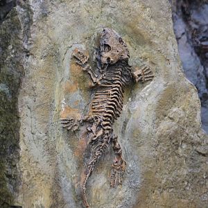 Fossil