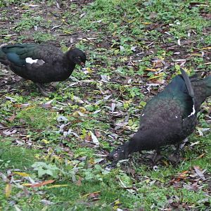 Muscovy ducks