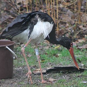 Black stork