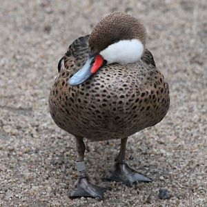 Bahama pintail