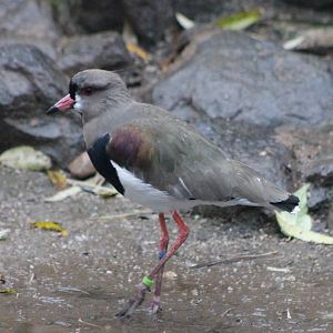 Southern lapwing