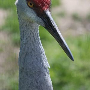 Sandhill crane