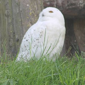 Snowy owl