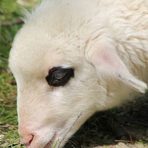 Lamb