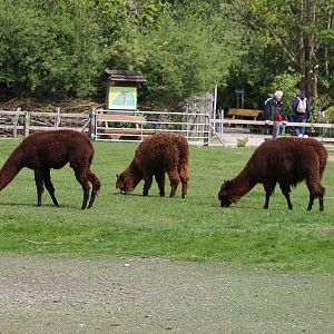 Alpacas