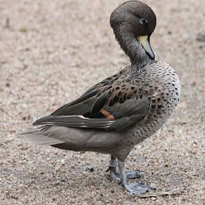 Speckled teal