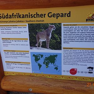 Southern cheetah 21.4.16