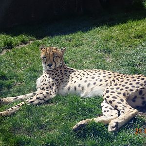 Southern cheetah 21.4.16