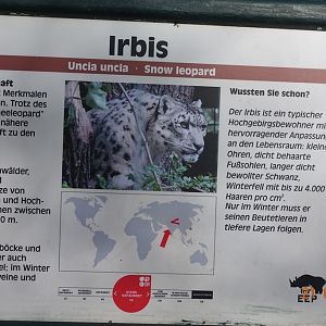 Snow leopard 21.4.16