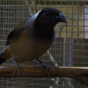 Plzen behind the scenes: Sumatran treepie