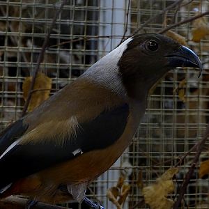 Plzen behind the scenes: Sumatran treepie