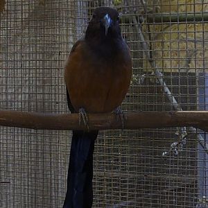 Plzen behind the scenes: Sumatran treepie