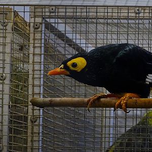 Plzen behind the scenes: Yellow-faced myna