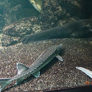 Berlin Zoo Aquarium 24.4.16