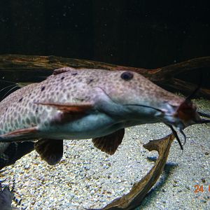 Berlin Zoo Aquarium 24.4.16