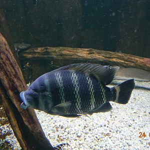 Berlin Zoo Aquarium 24.4.16