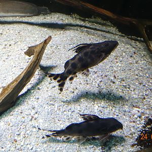 Berlin Zoo Aquarium 24.4.16