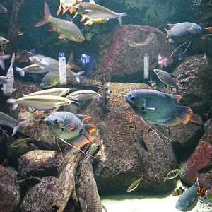 Berlin Zoo Aquarium 24.4.16