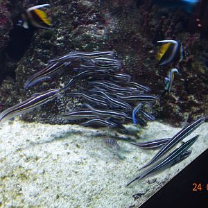 Berlin Zoo Aquarium 24.4.16