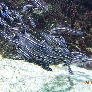 Berlin Zoo Aquarium 24.4.16