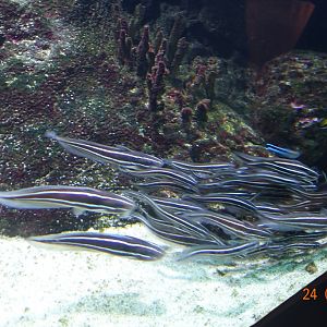 Berlin Zoo Aquarium 24.4.16