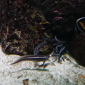 Berlin Zoo Aquarium 24.4.16