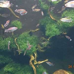 Berlin Zoo Aquarium 24.4.16