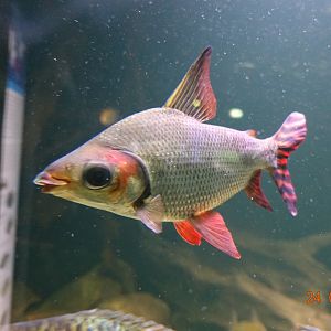 Berlin Zoo Aquarium 24.4.16