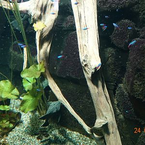 Berlin Zoo Aquarium 24.4.16