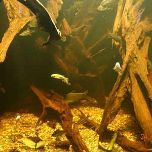 Berlin Zoo Aquarium 24.4.16