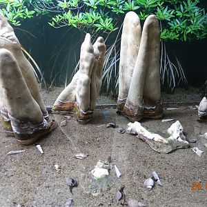 Berlin Zoo Aquarium 24.4.16